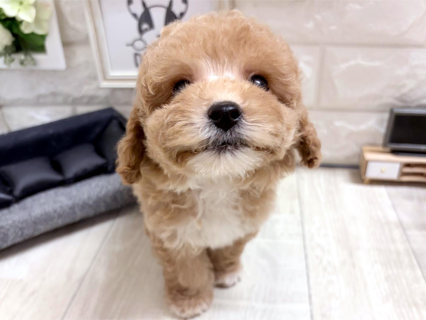 和歌山県のビションプー(ビションフリーゼ×プードル) (DOGMAN和歌山中之島店/2026年8月25日生まれ/男の子/アプリコットホワイト)の子犬の3枚目の画像