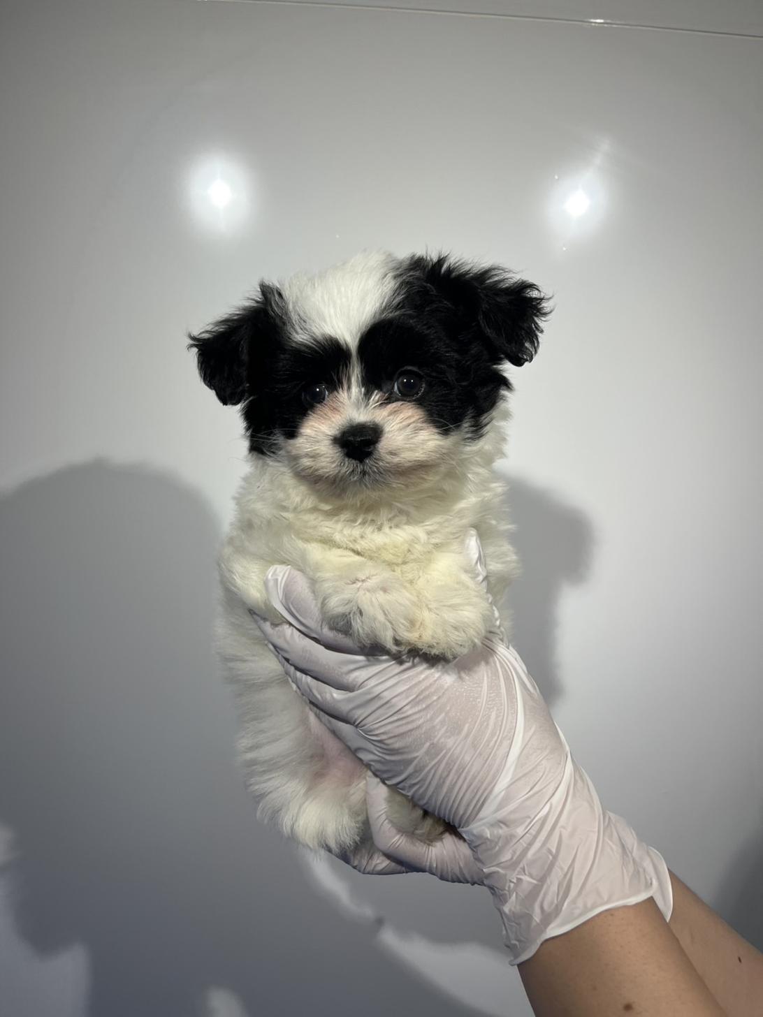 埼玉県のハーフ犬・ミックス犬 (ペッツスマイル加須インター店/2026年2月8日生まれ/男の子/ホワイトブラック)の子犬の1枚目の画像