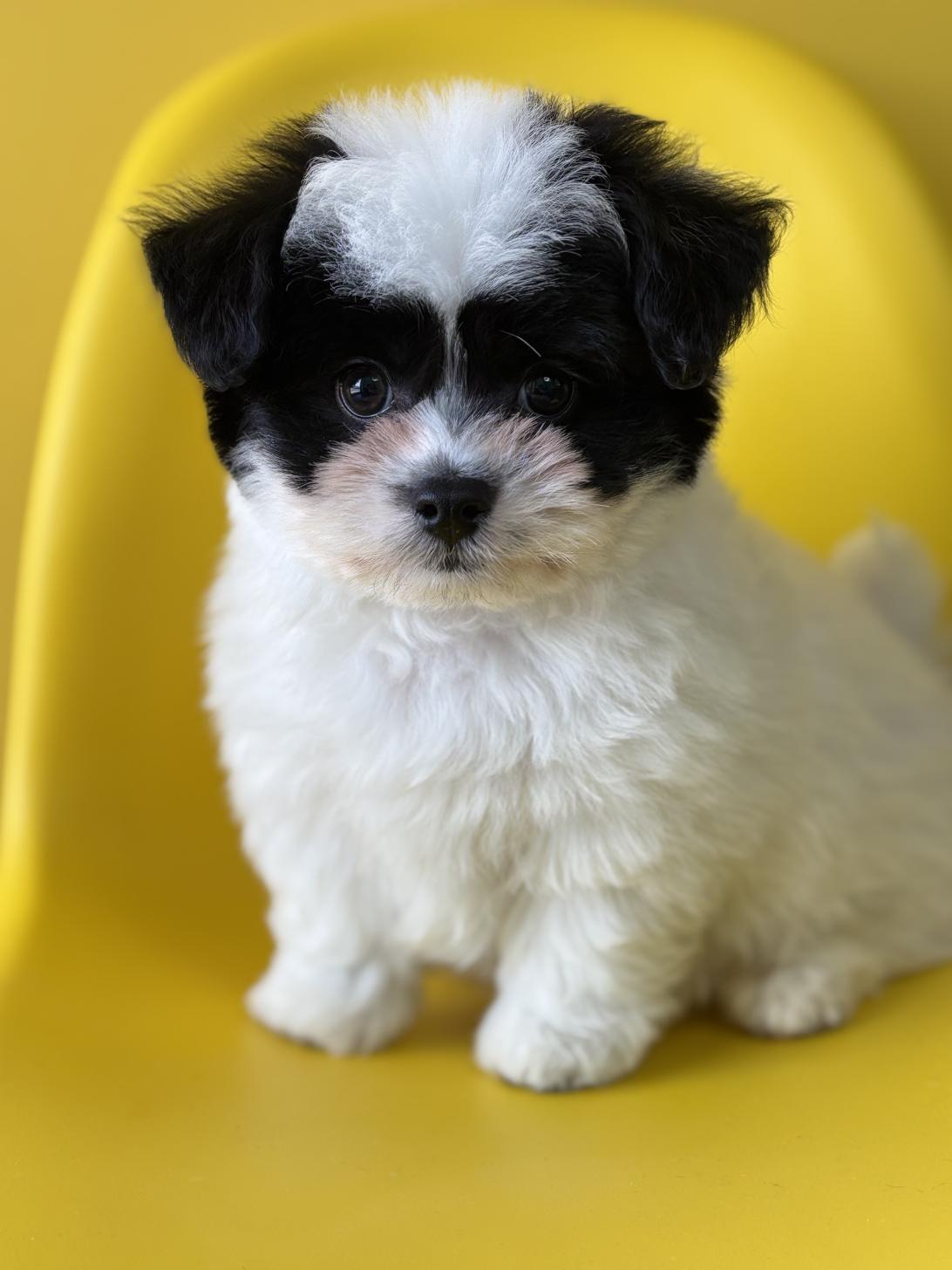 埼玉県のハーフ犬・ミックス犬 (ペッツスマイル加須インター店/2026年2月8日生まれ/男の子/ホワイトブラック)の子犬の1枚目の画像