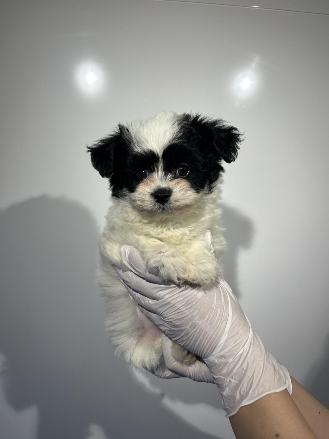 埼玉県のハーフ犬・ミックス犬 (ペッツスマイル加須インター店/2026年2月8日生まれ/男の子/ホワイトブラック)の子犬の2枚目の画像