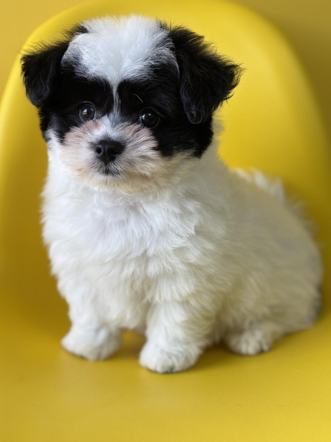 埼玉県のハーフ犬・ミックス犬 (ペッツスマイル加須インター店/2026年2月8日生まれ/男の子/ホワイトブラック)の子犬の2枚目の画像