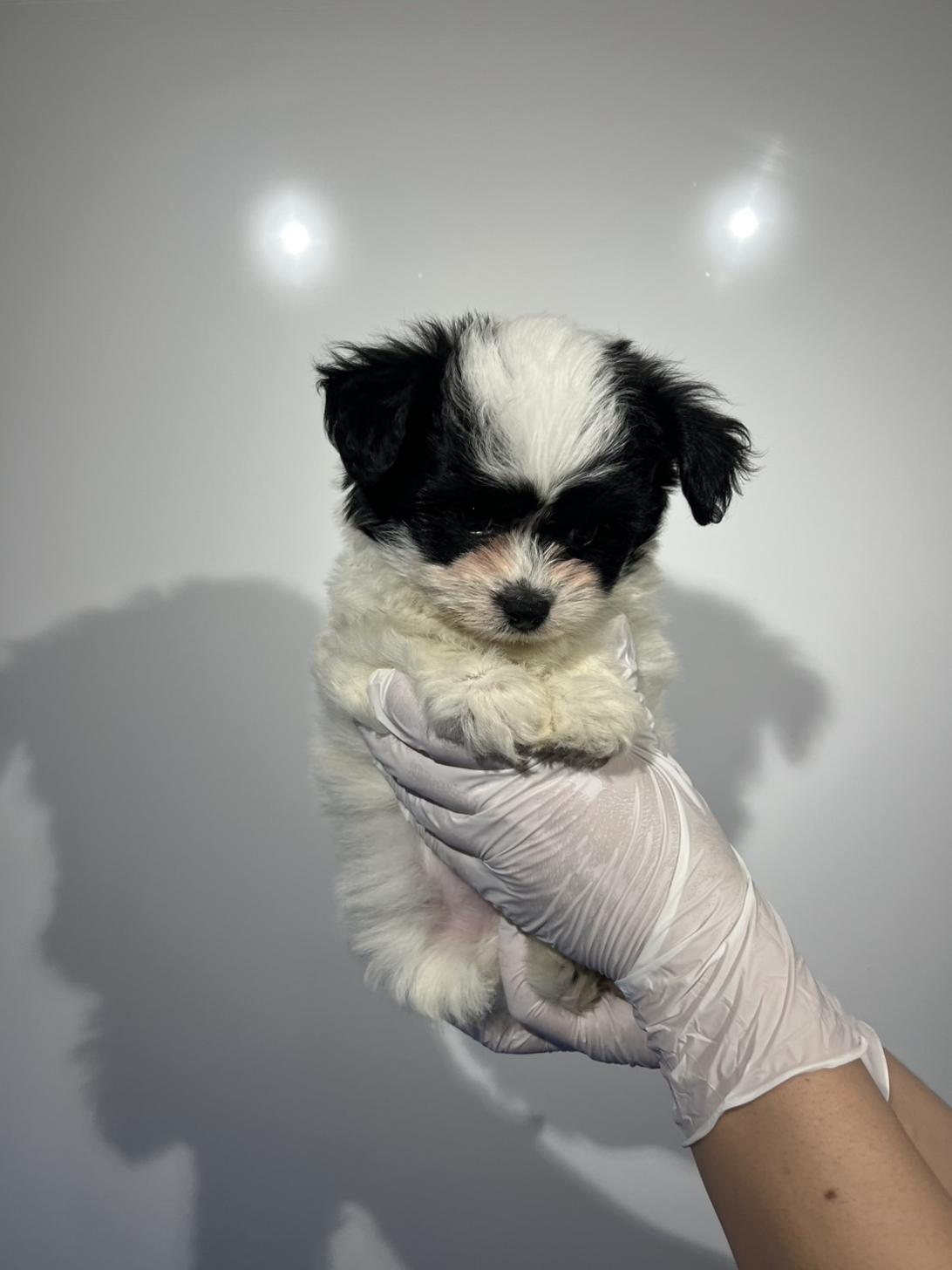 埼玉県のハーフ犬・ミックス犬 (ペッツスマイル加須インター店/2026年2月8日生まれ/男の子/ホワイトブラック)の子犬の3枚目の画像