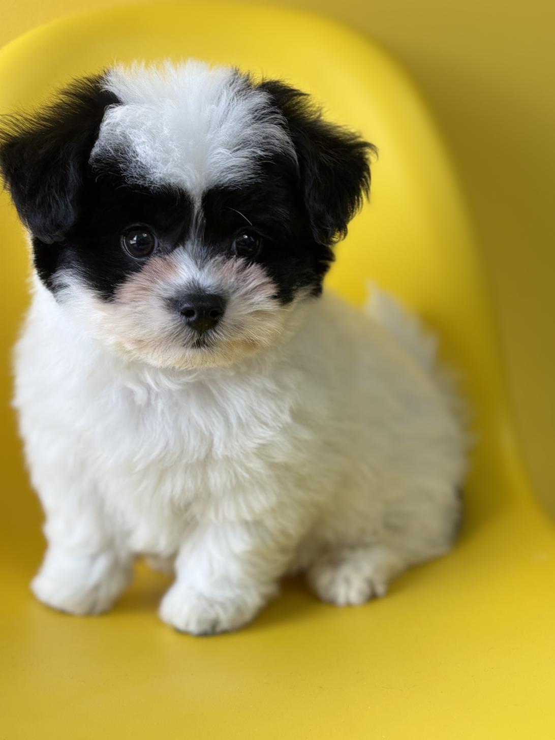 埼玉県のハーフ犬・ミックス犬 (ペッツスマイル加須インター店/2026年2月8日生まれ/男の子/ホワイトブラック)の子犬の3枚目の画像