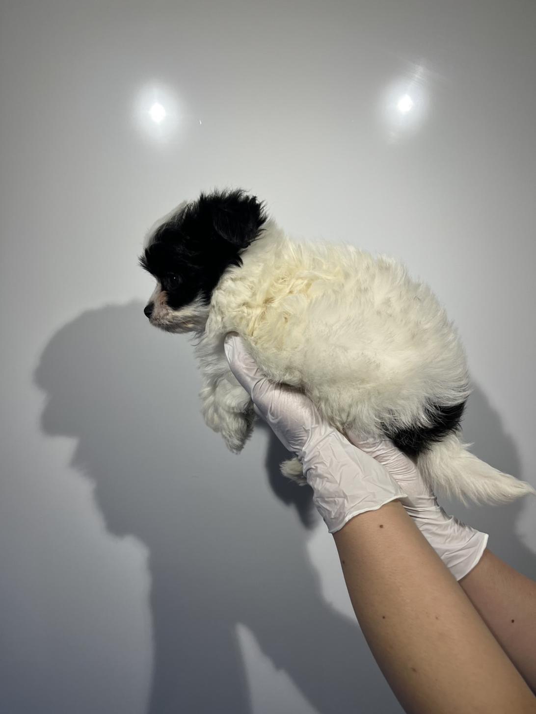 埼玉県のハーフ犬・ミックス犬 (ペッツスマイル加須インター店/2026年2月8日生まれ/男の子/ホワイトブラック)の子犬の4枚目の画像