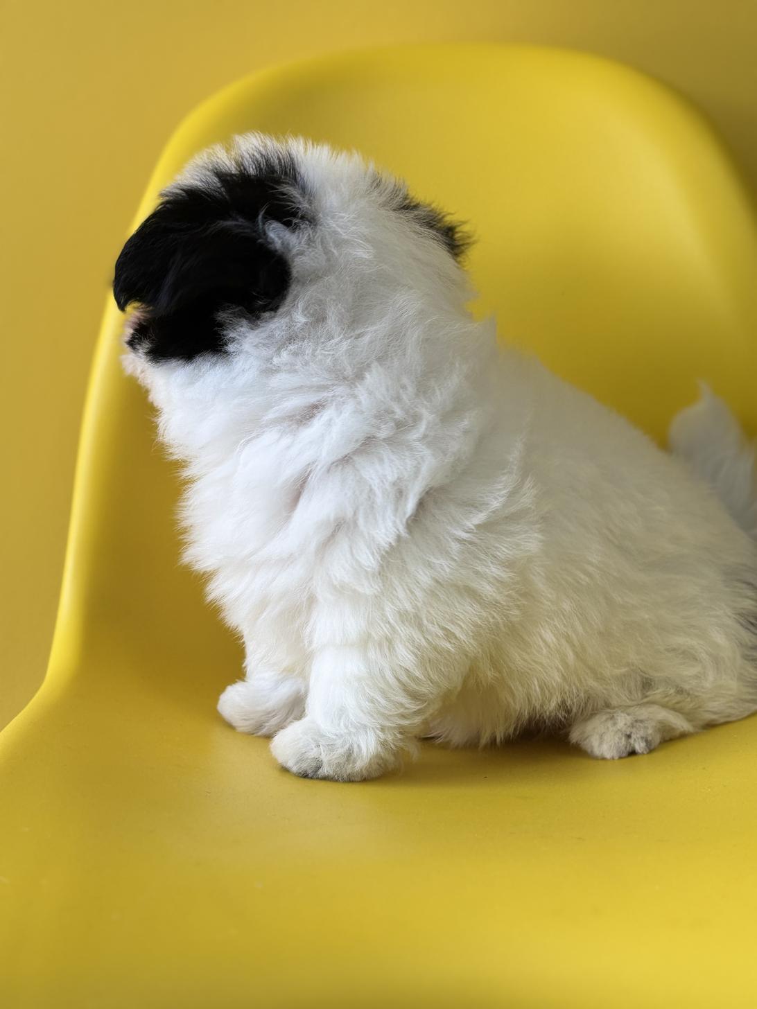 埼玉県のハーフ犬・ミックス犬 (ペッツスマイル加須インター店/2026年2月8日生まれ/男の子/ホワイトブラック)の子犬の4枚目の画像