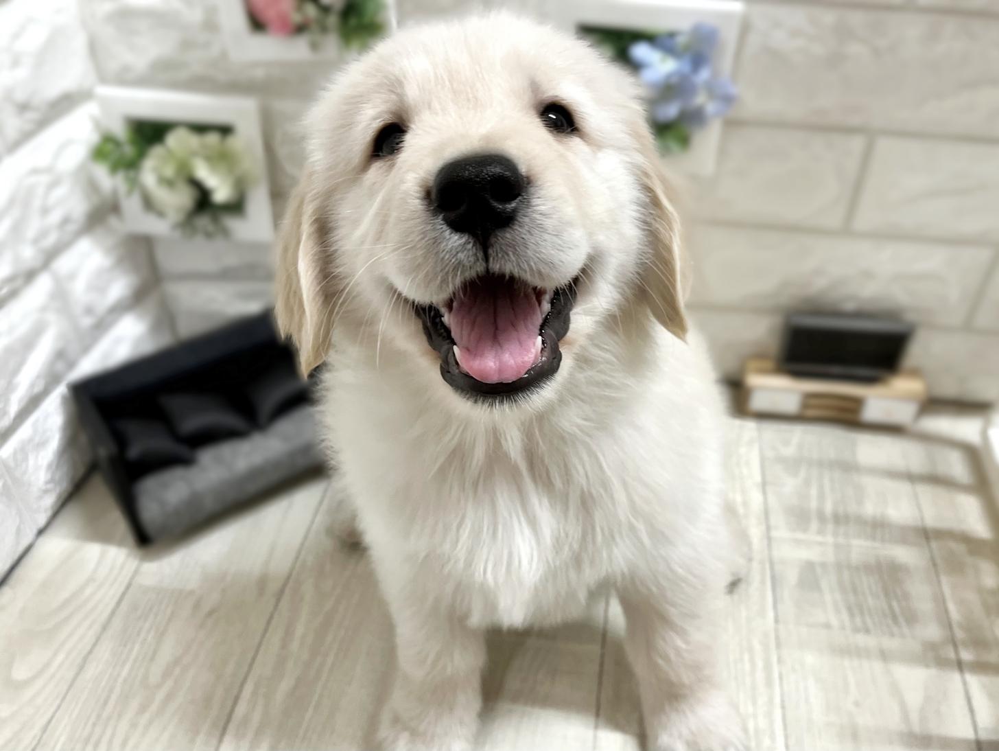 大阪府のゴールデンレトリバー (DOGMAN平野瓜破店/2025年11月17日生まれ/男の子/ゴールデン)の子犬の1枚目の画像