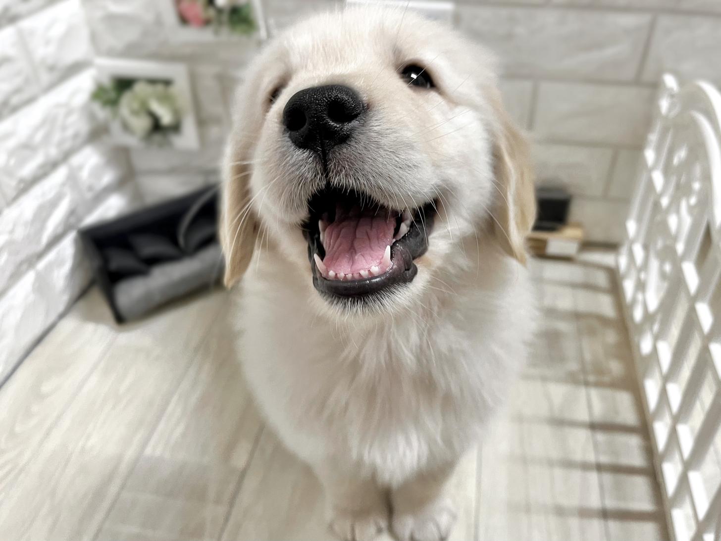 大阪府のゴールデンレトリバー (DOGMAN平野瓜破店/2025年11月17日生まれ/男の子/ゴールデン)の子犬の2枚目の画像