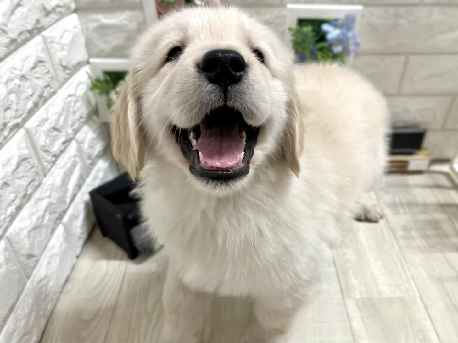 大阪府のゴールデンレトリバー (DOGMAN平野瓜破店/2025年11月17日生まれ/男の子/ゴールデン)の子犬の3枚目の画像