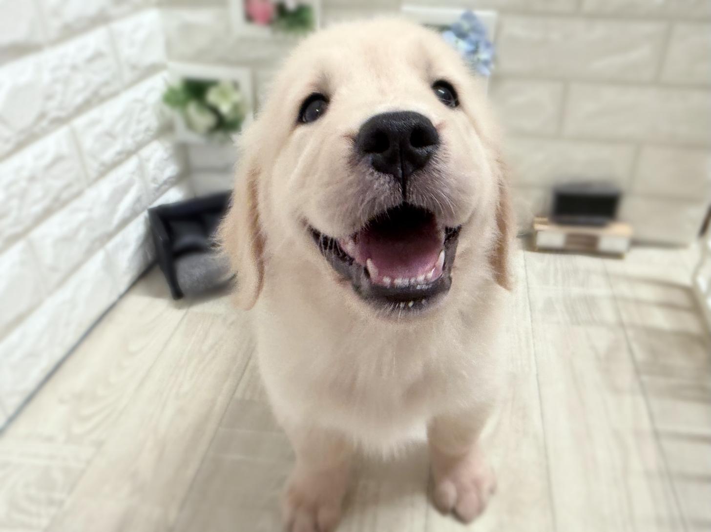 大阪府のゴールデンレトリバー (DOGMAN平野瓜破店/2026年6月22日生まれ/女の子/ゴールデン)の子犬の3枚目の画像