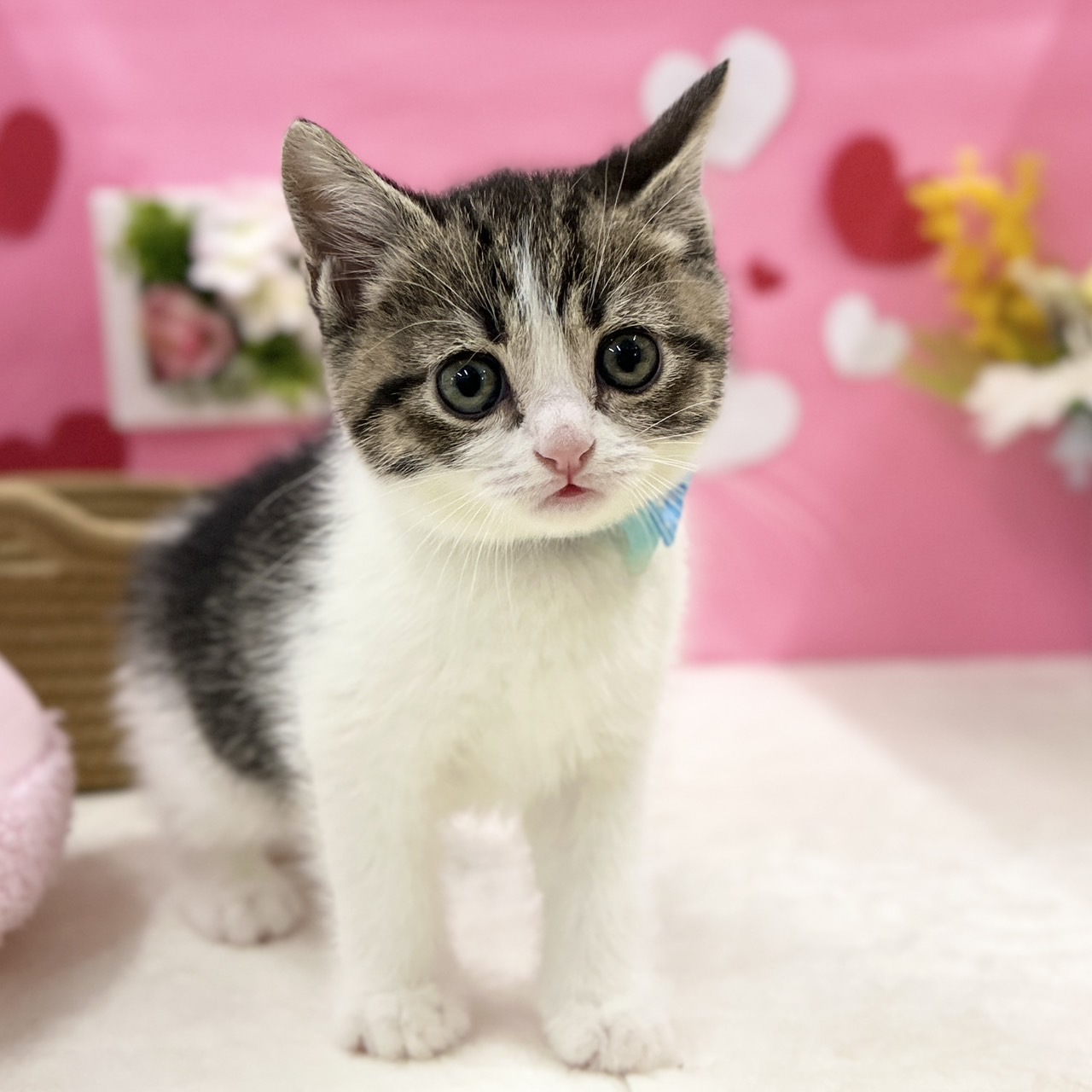 神奈川県のスコティッシュフォールド (にゃんこハウスPAW/2025年11月30日生まれ/男の子/ブラウンタビーホワイト)の子猫の1枚目の画像