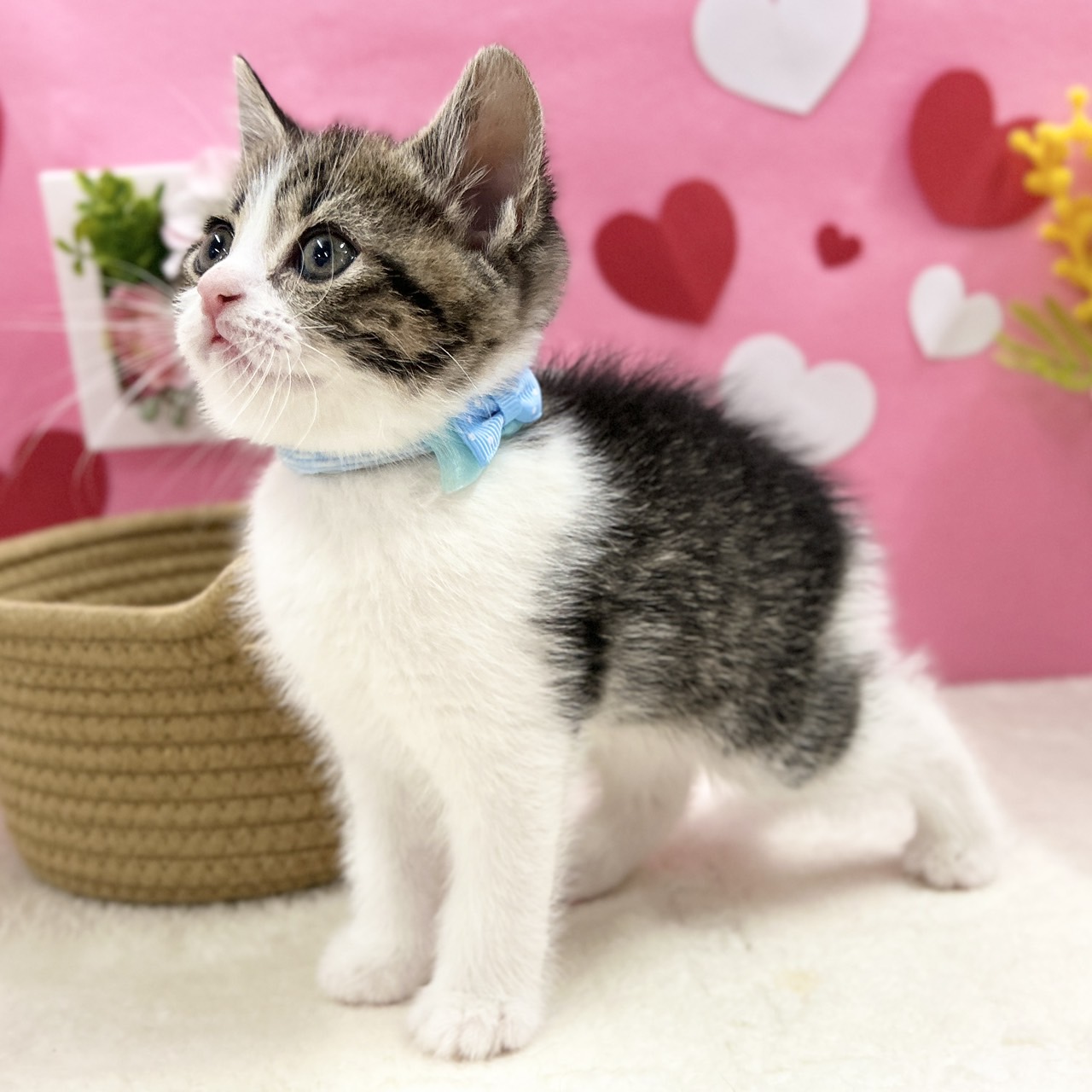 神奈川県のスコティッシュフォールド (にゃんこハウスPAW/2025年11月30日生まれ/男の子/ブラウンタビーホワイト)の子猫の2枚目の画像