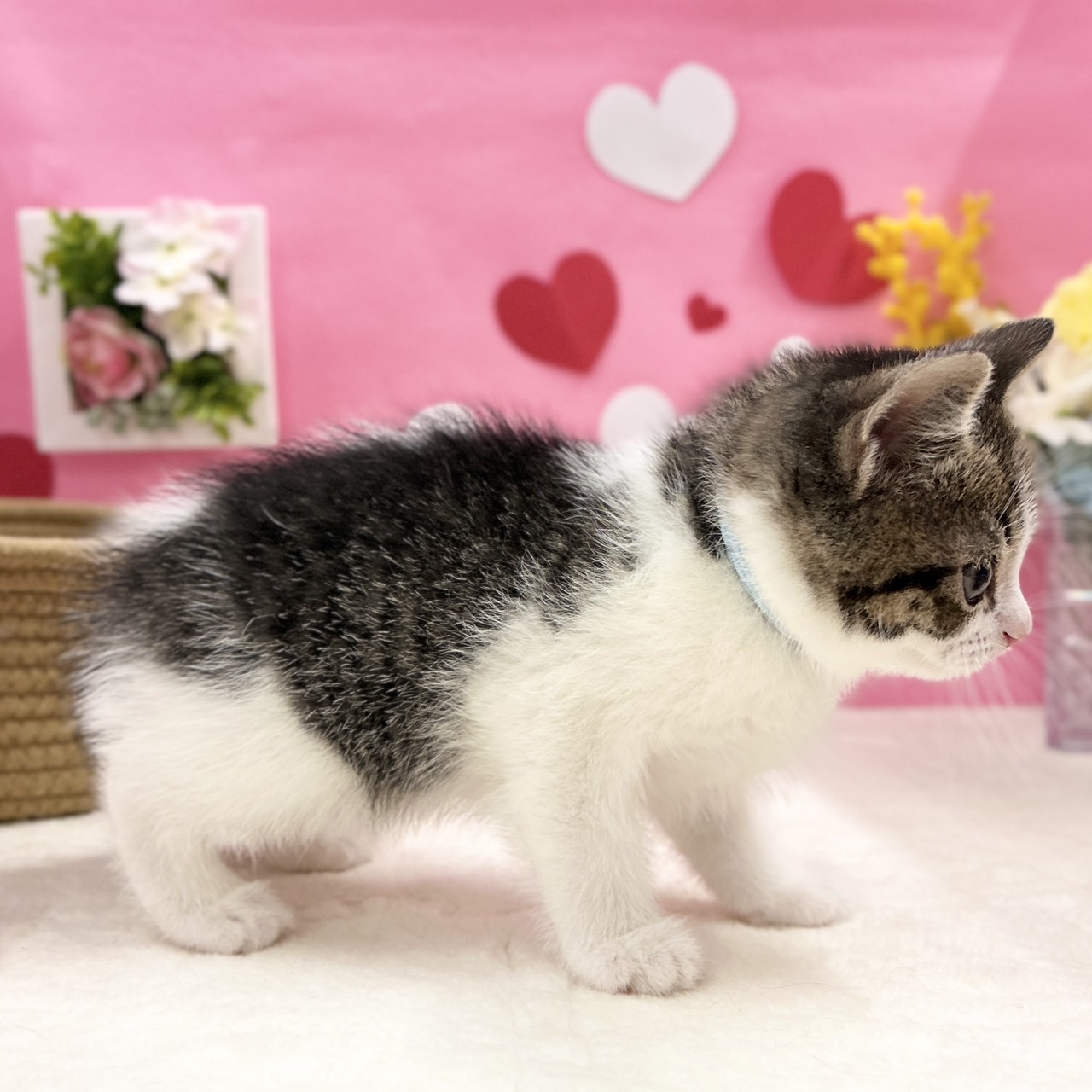 神奈川県のスコティッシュフォールド (にゃんこハウスPAW/2025年11月30日生まれ/男の子/ブラウンタビーホワイト)の子猫の3枚目の画像