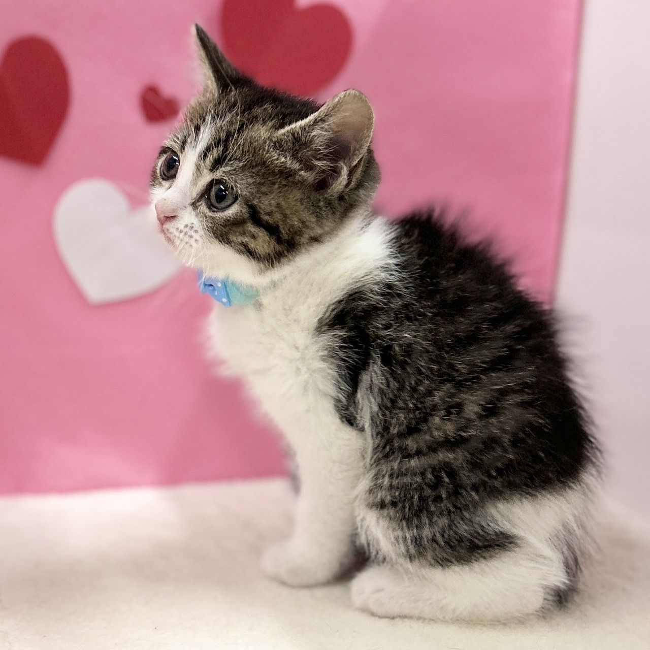 神奈川県のスコティッシュフォールド (にゃんこハウスPAW/2025年11月30日生まれ/男の子/ブラウンタビーホワイト)の子猫の4枚目の画像