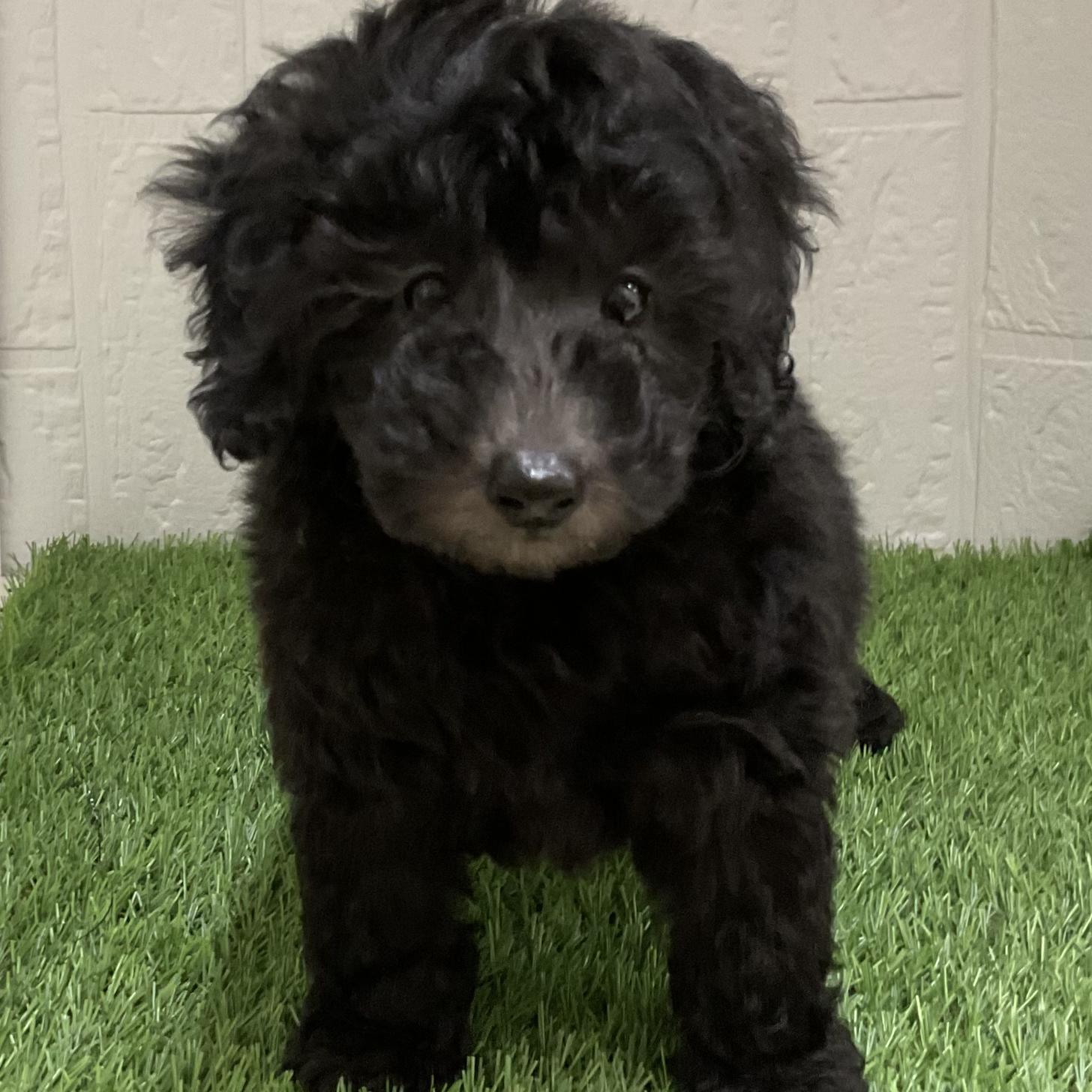 佐賀県のトイプードル(トイ) (ドッグズホーム佐賀店/2025年9月28日生まれ/男の子/シルバー)の子犬