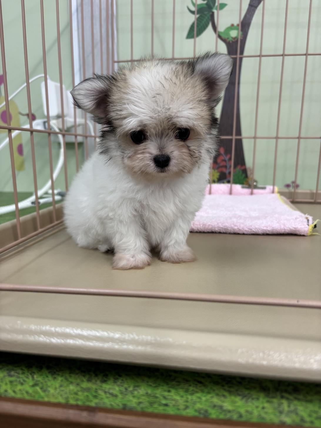 愛知県のチワマル/マルチワ(チワワ×マルチーズ) (子いぬの足あと/2025年9月19日生まれ/女の子/白茶)の子犬