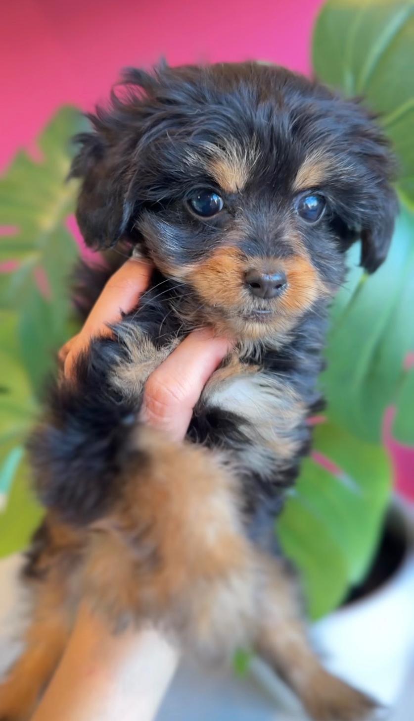 埼玉県のチワプー/プーチー(チワワ×プードル) (PET SHOP Tiny tales/2025年9月14日生まれ/女の子/ブラックタン)の子犬の1枚目の画像