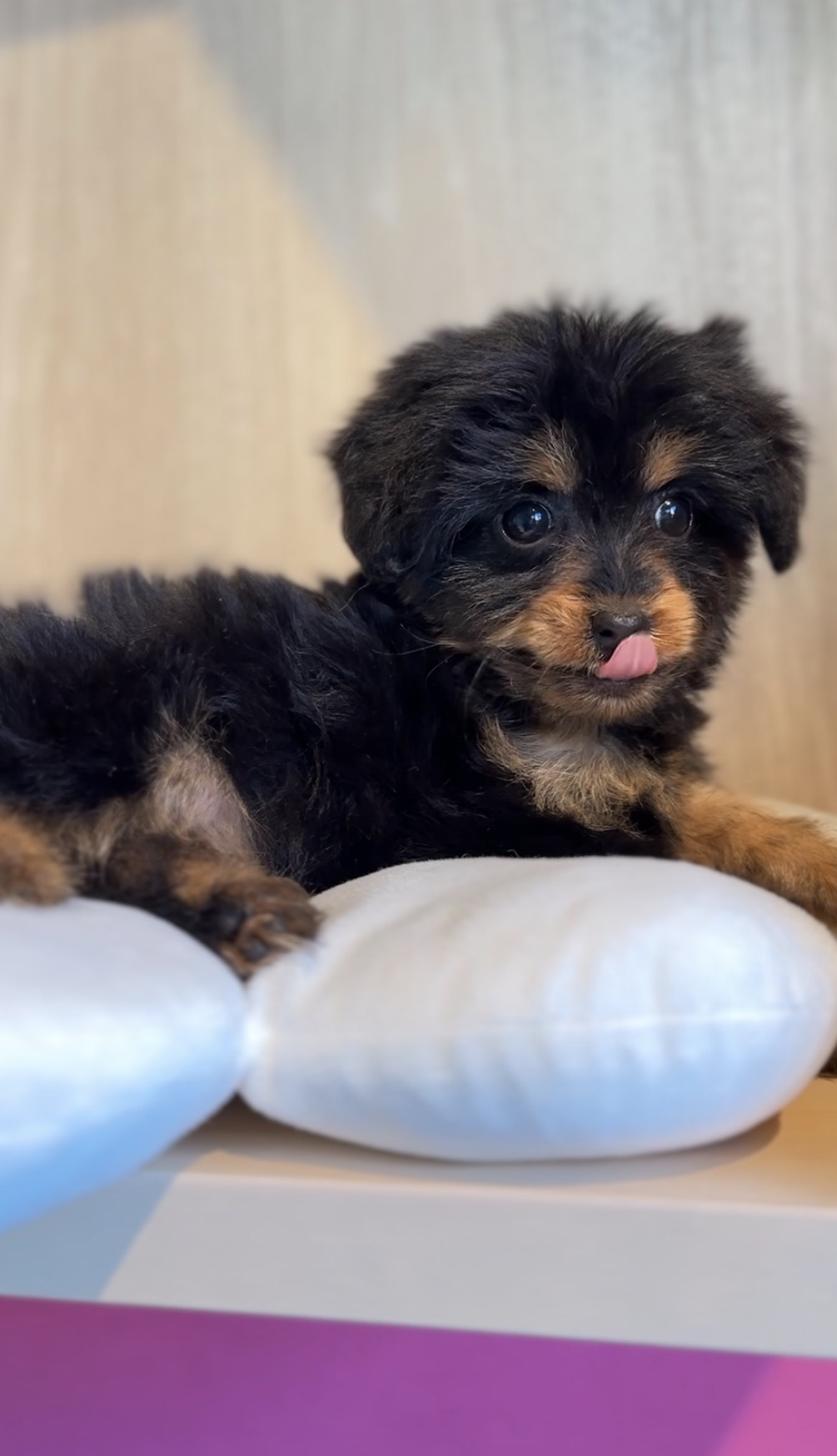 埼玉県のチワプー/プーチー(チワワ×プードル) (PET SHOP Tiny tales/2025年9月14日生まれ/女の子/ブラックタン)の子犬の2枚目の画像