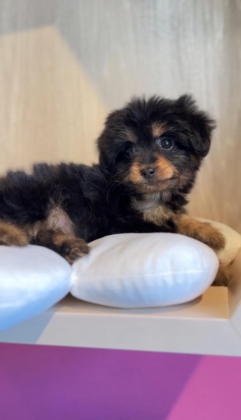 埼玉県のチワプー/プーチー(チワワ×プードル) (PET SHOP Tiny tales/2025年9月14日生まれ/女の子/ブラックタン)の子犬の3枚目の画像