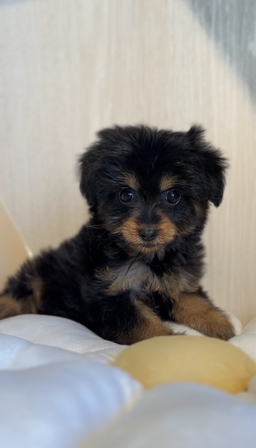 埼玉県のチワプー/プーチー(チワワ×プードル) (PET SHOP Tiny tales/2025年9月14日生まれ/女の子/ブラックタン)の子犬の4枚目の画像