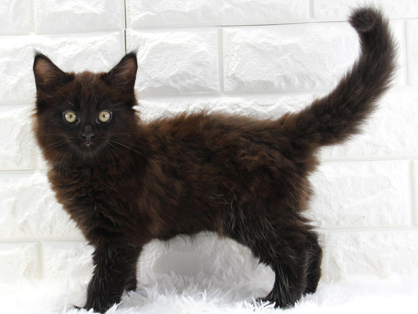 愛知県のメインクーン (猫福家 名古屋南店/2026年5月9日生まれ/男の子/ブラック)の子猫の2枚目の画像