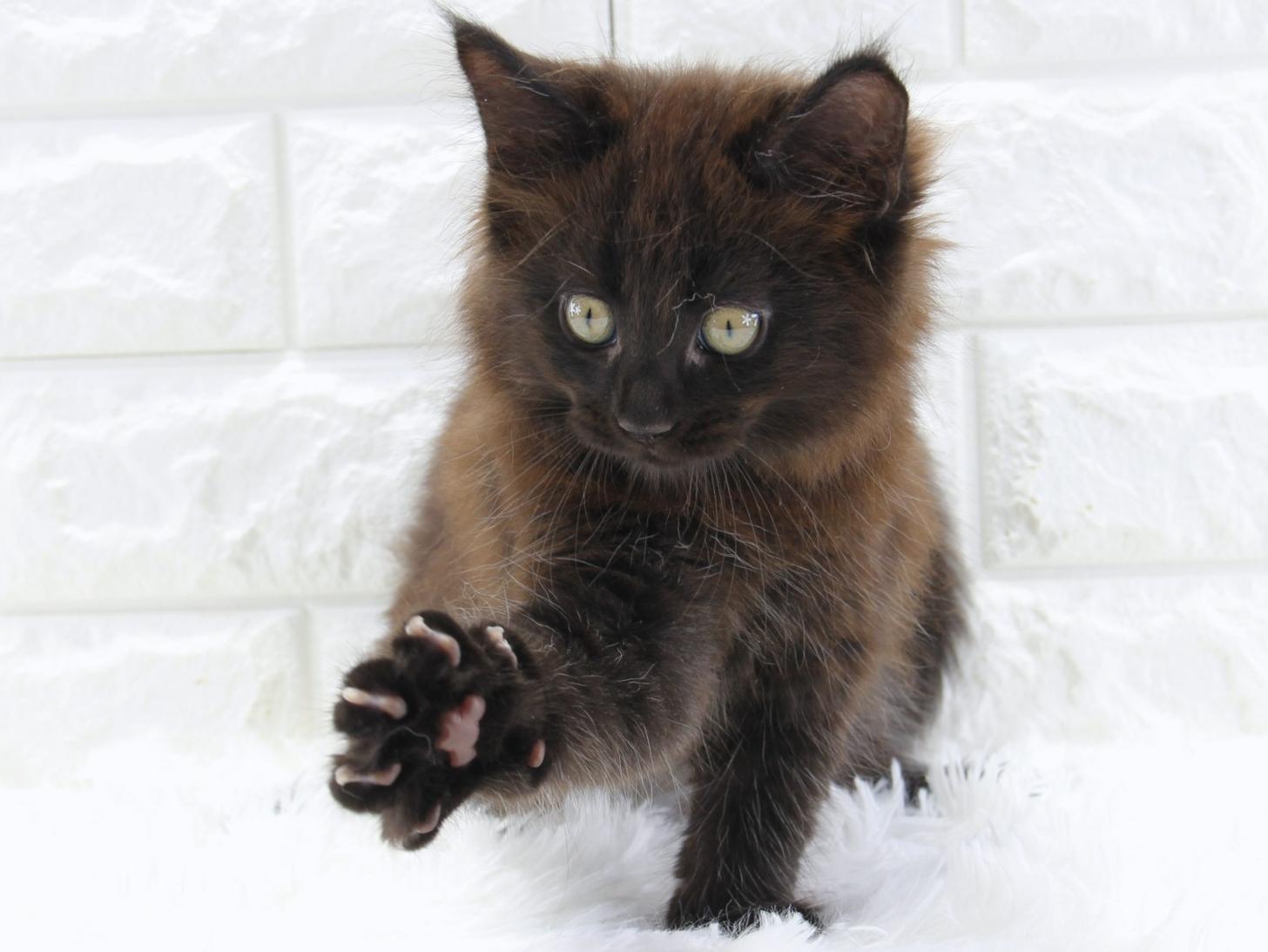 愛知県のメインクーン (猫福家 名古屋南店/2026年5月9日生まれ/男の子/ブラック)の子猫の4枚目の画像