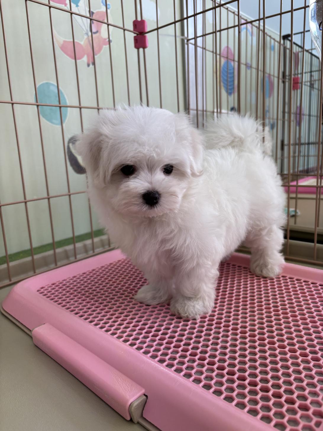 愛知県のマルチーズ (子いぬの足あと/2025年7月24日生まれ/女の子/ホワイト)の子犬