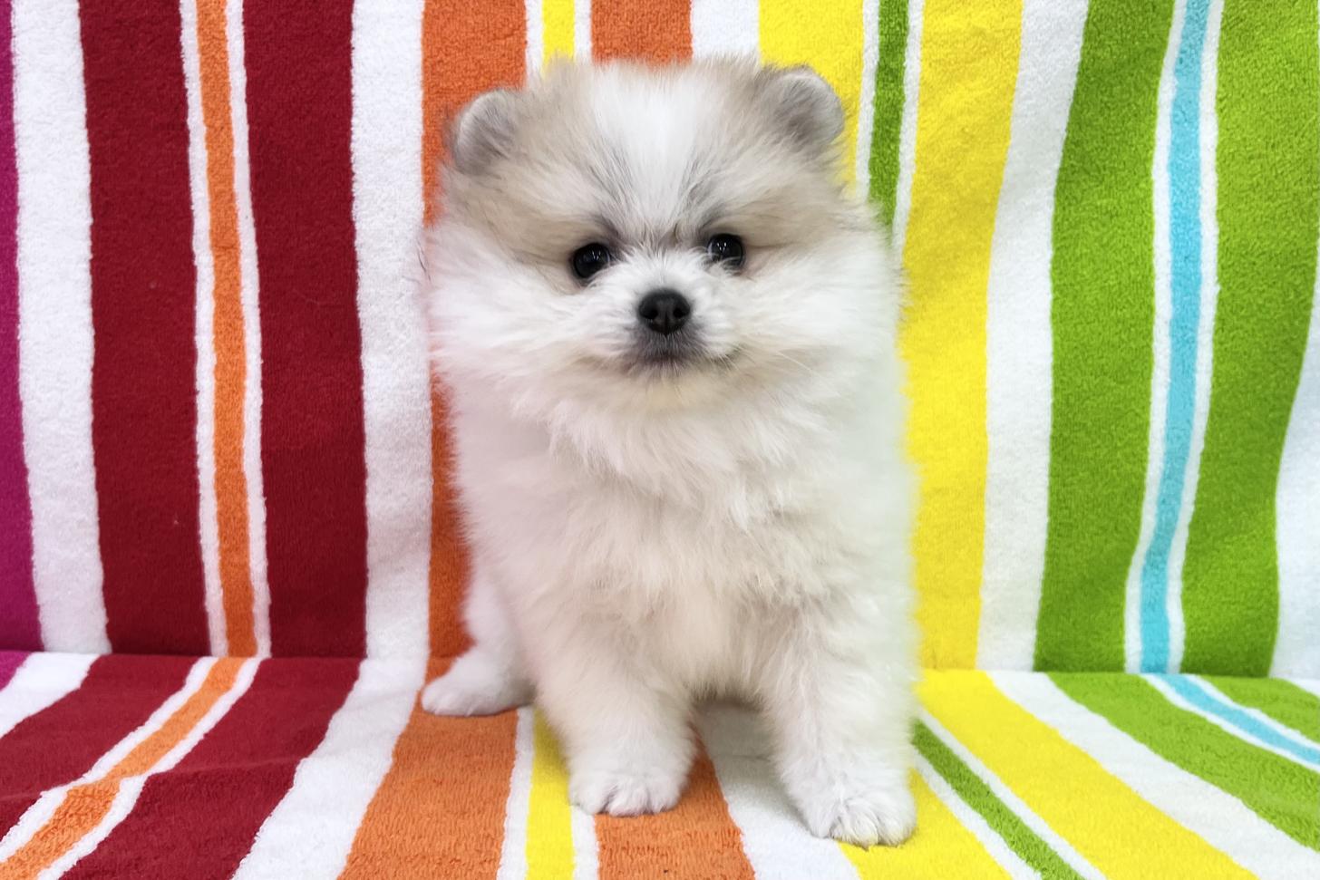 愛知県のポメラニアン (ハピースペット一宮三条アミーゴ店/2025年12月24日生まれ/男の子/パーティーカラー)の子犬の1枚目の画像