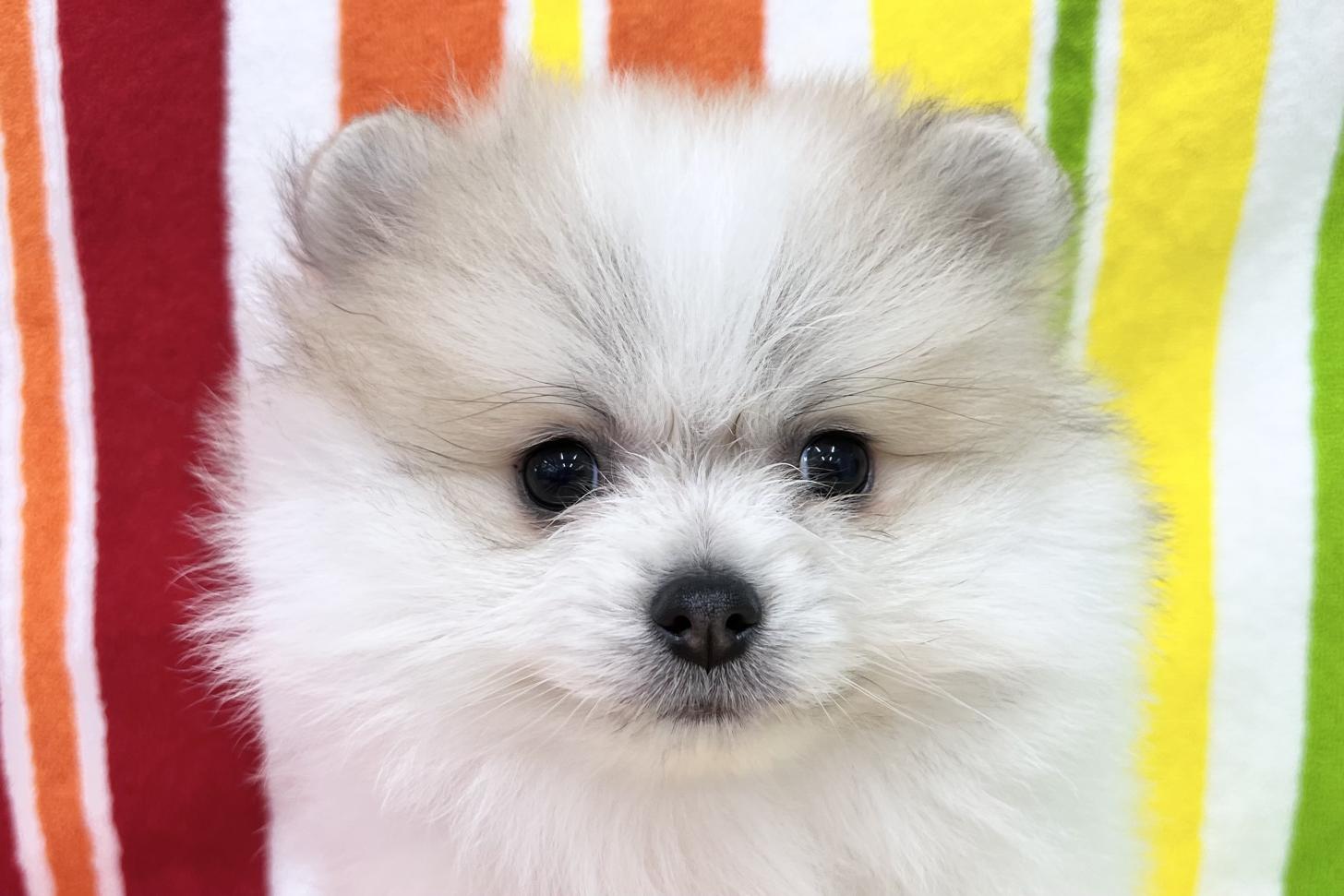 愛知県のポメラニアン (ハピースペット一宮三条アミーゴ店/2025年12月24日生まれ/男の子/パーティーカラー)の子犬の2枚目の画像