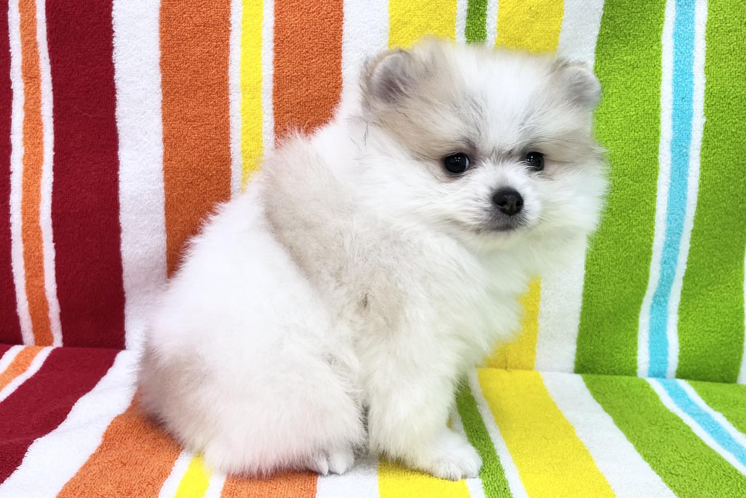 愛知県のポメラニアン (ハピースペット一宮三条アミーゴ店/2025年12月24日生まれ/男の子/パーティーカラー)の子犬の3枚目の画像