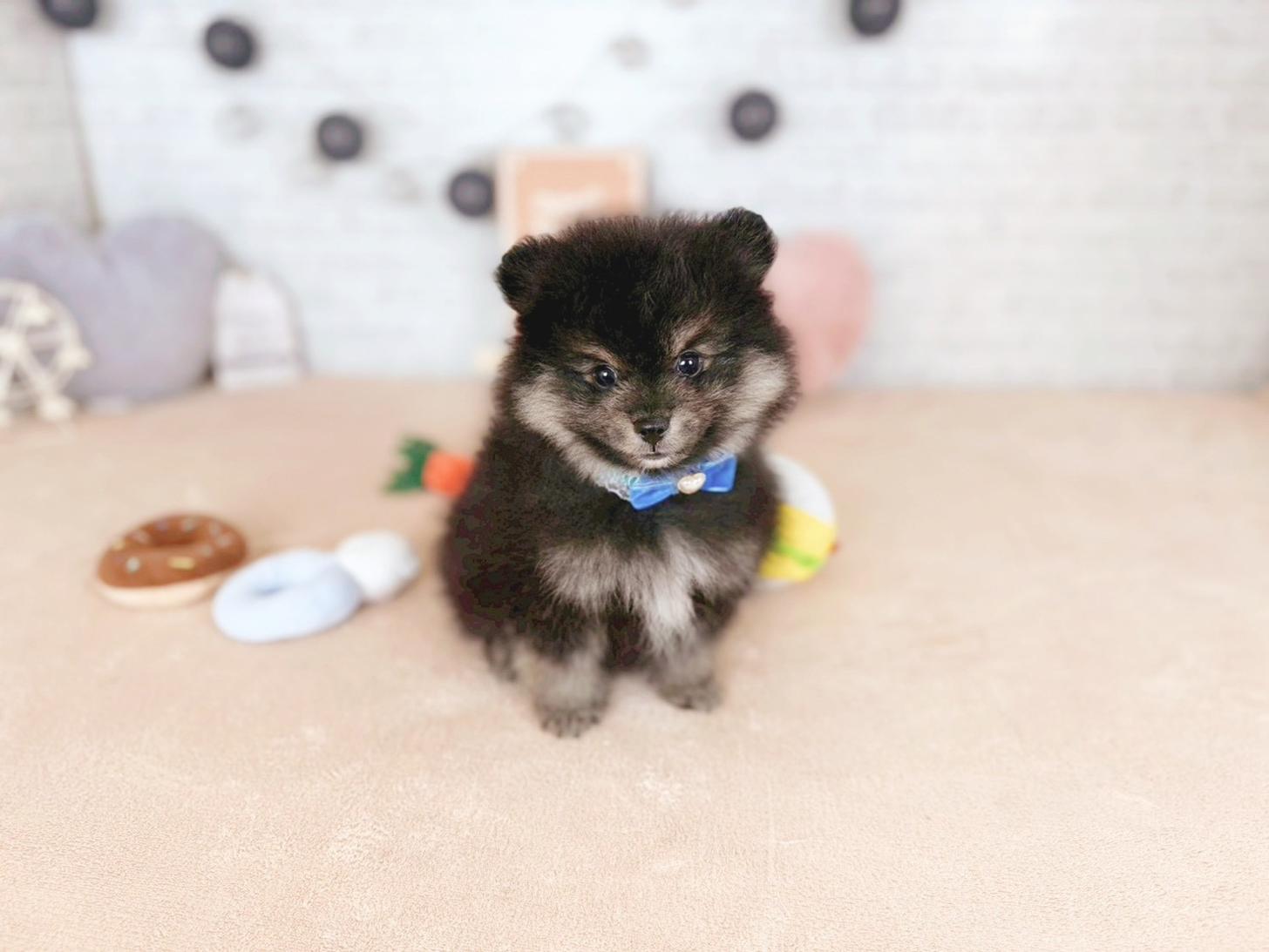 北海道のポメラニアン (ペットショップだんぼ/2025年11月14日生まれ/男の子/ブラックタン)の子犬の1枚目の画像