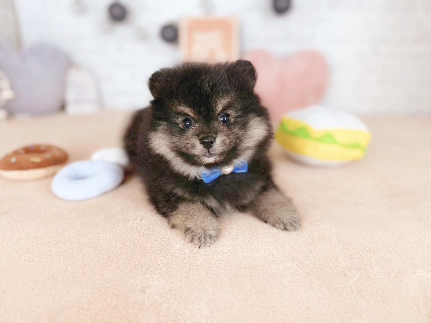 北海道のポメラニアン (ペットショップだんぼ/2025年11月14日生まれ/男の子/ブラックタン)の子犬の2枚目の画像