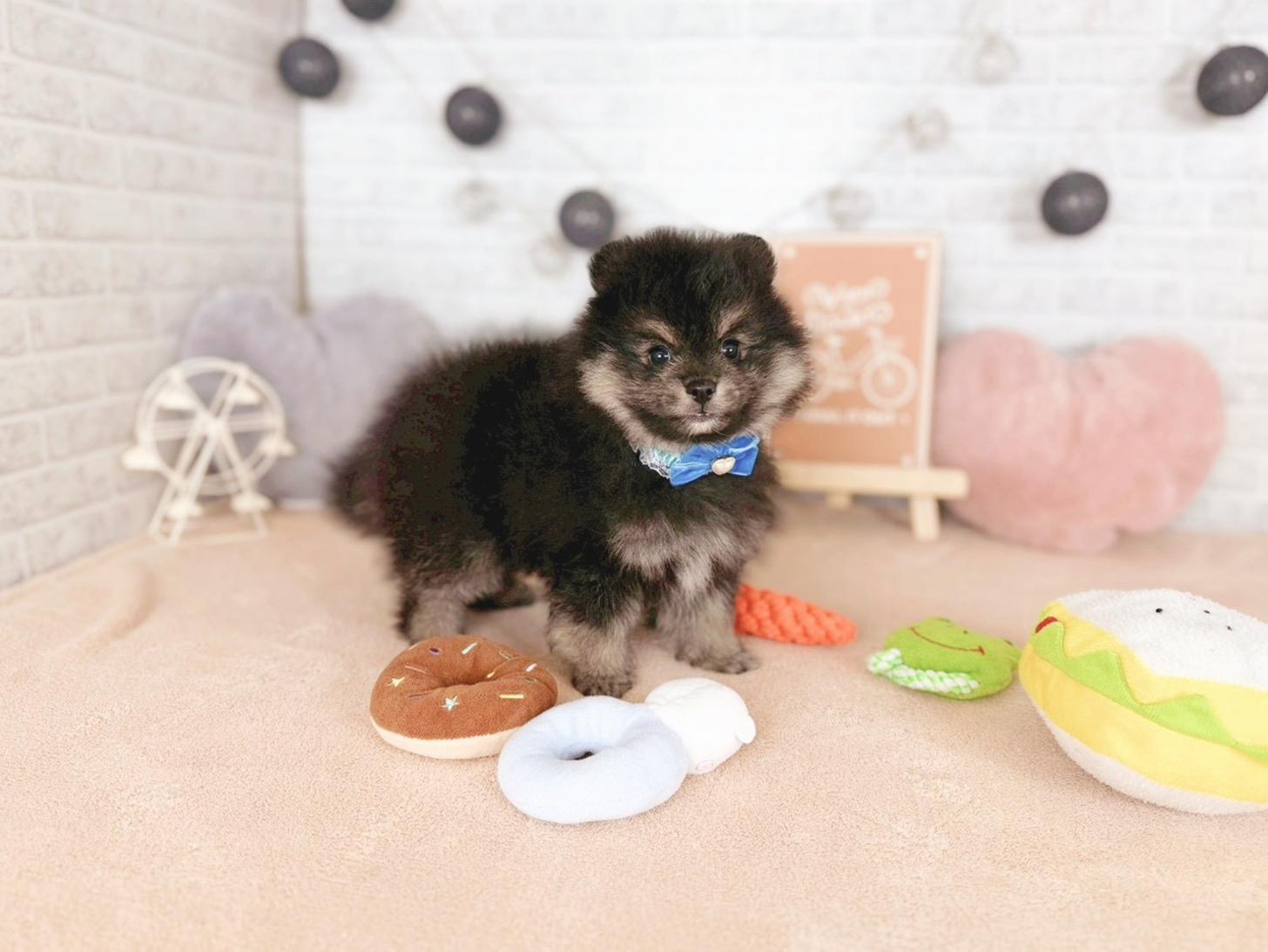 北海道のポメラニアン (ペットショップだんぼ/2025年11月14日生まれ/男の子/ブラックタン)の子犬の3枚目の画像