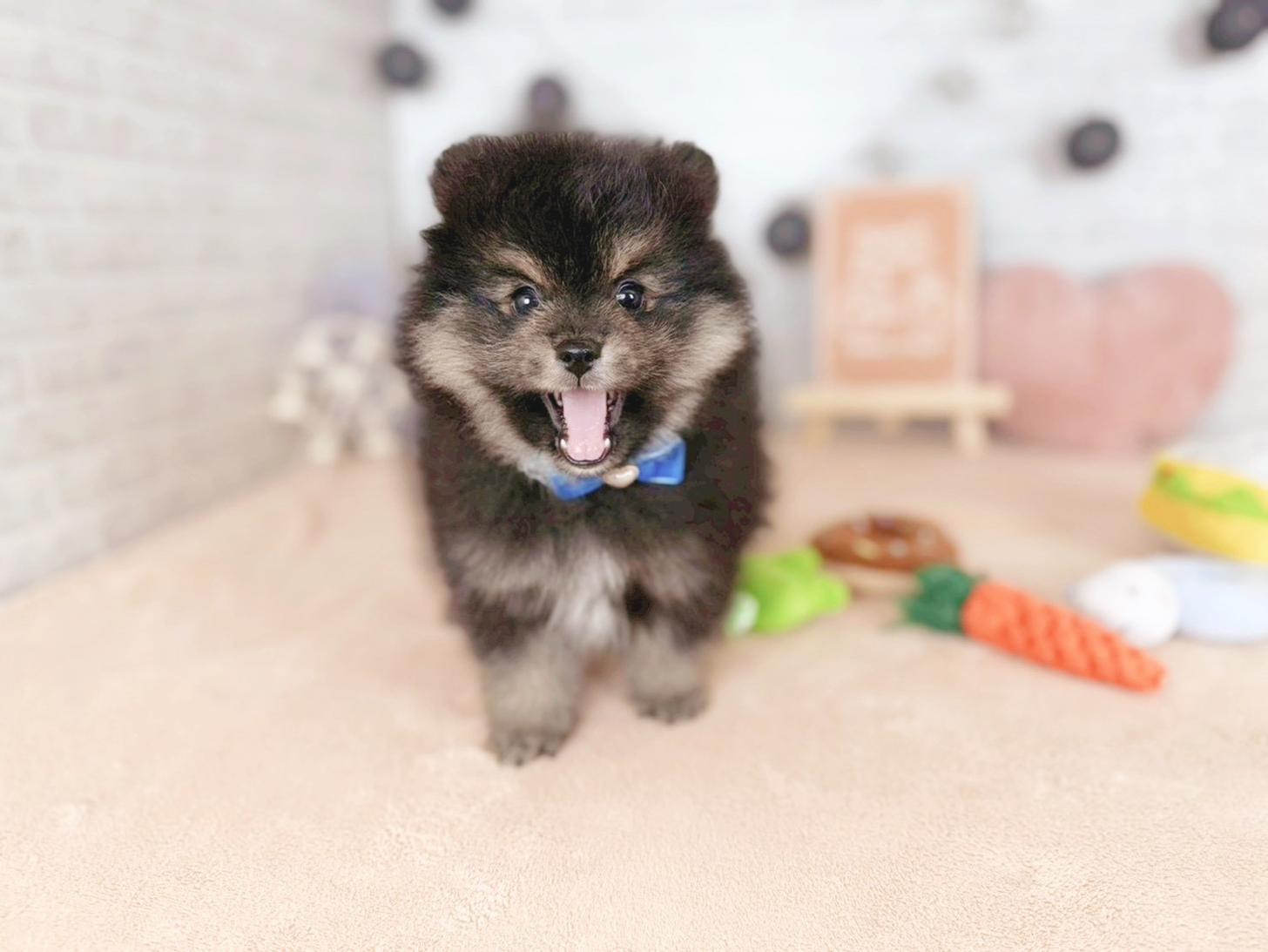 北海道のポメラニアン (ペットショップだんぼ/2025年11月14日生まれ/男の子/ブラックタン)の子犬の4枚目の画像