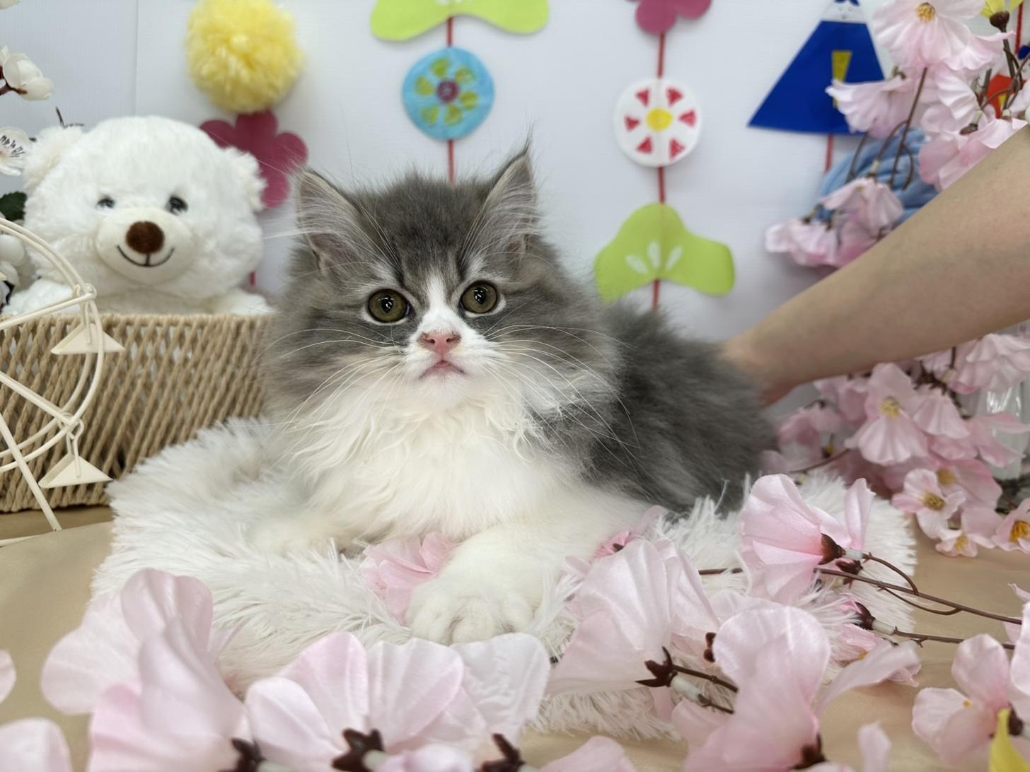 北海道のスコティッシュフォールド (ラブワンコ カインズ大曲店/2025年11月29日生まれ/男の子/ブルーホワイト)の子猫