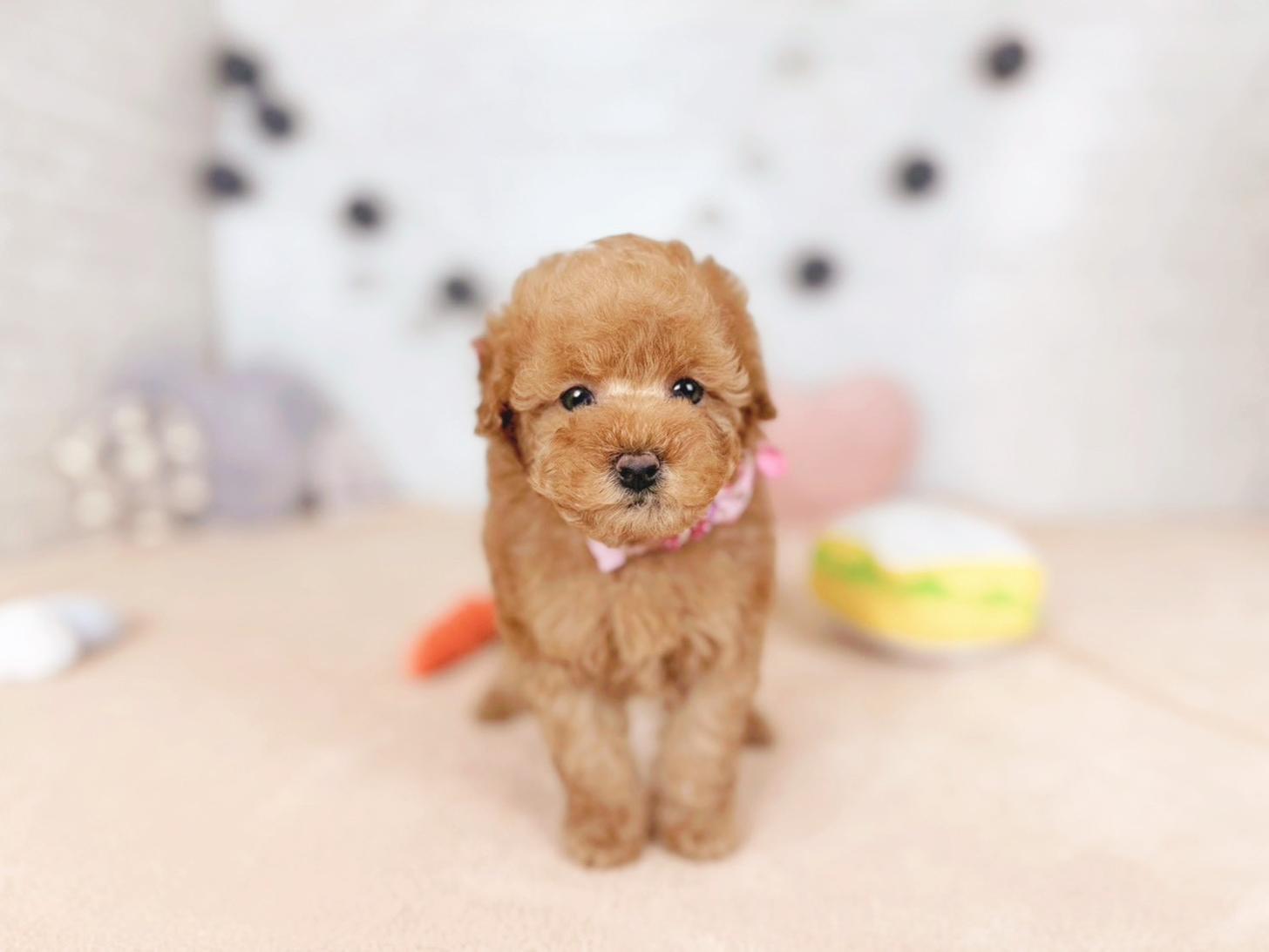 北海道のトイプードル(トイ) (ペットショップだんぼ/2025年11月15日生まれ/女の子/オレンジフォーン)の子犬の1枚目の画像