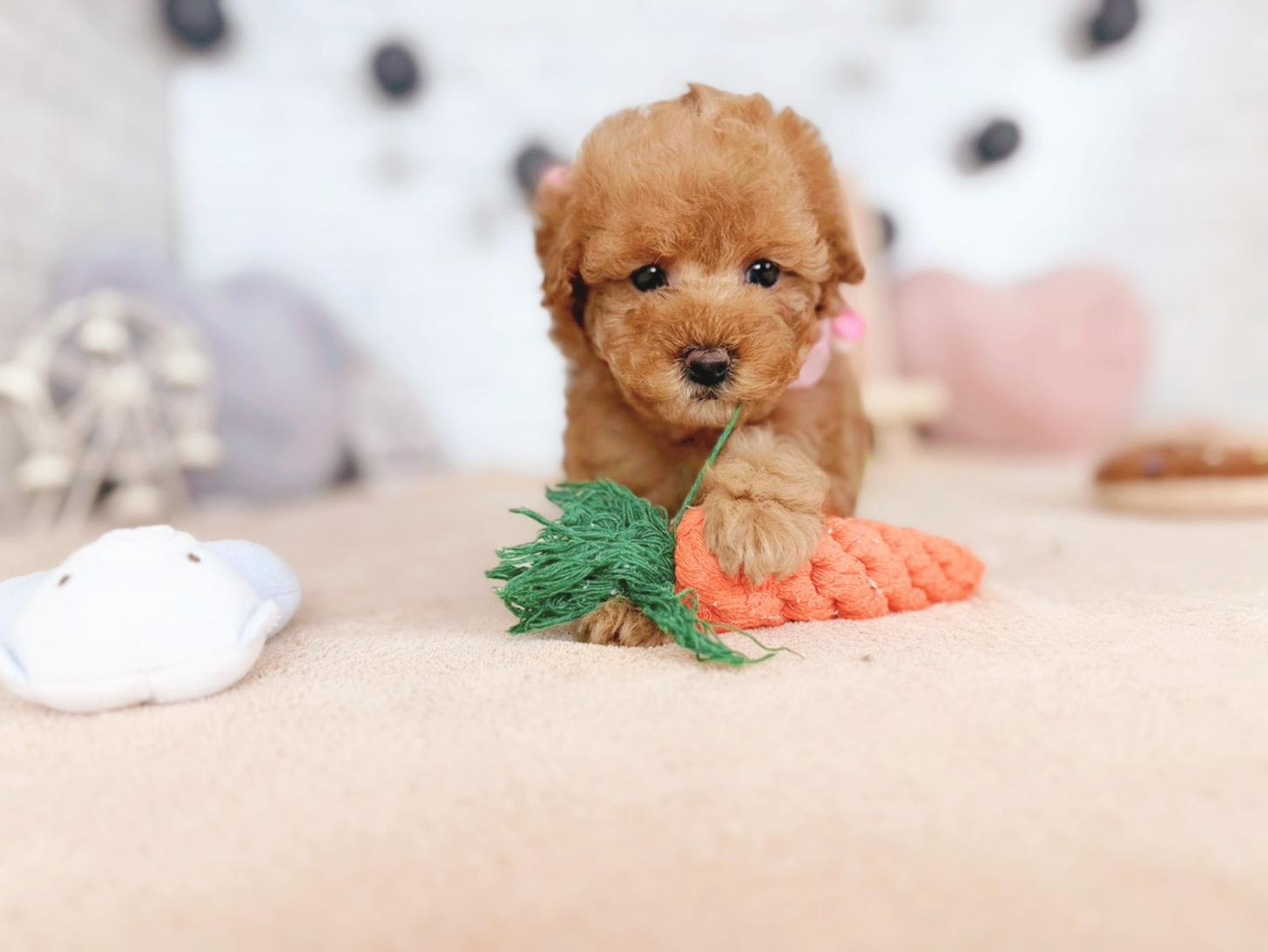 北海道のトイプードル(トイ) (ペットショップだんぼ/2025年11月15日生まれ/女の子/オレンジフォーン)の子犬の2枚目の画像