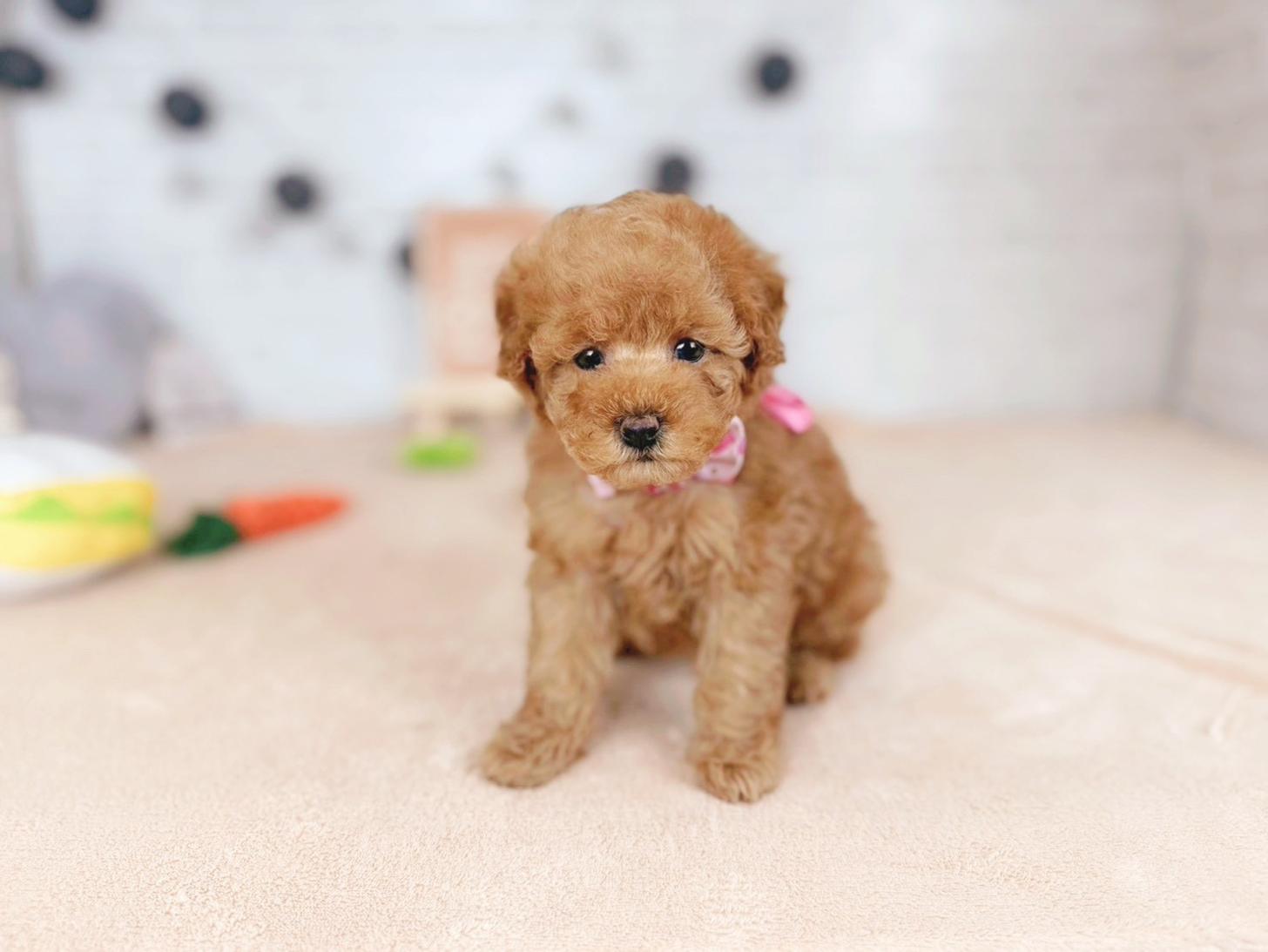 北海道のトイプードル(トイ) (ペットショップだんぼ/2025年11月15日生まれ/女の子/オレンジフォーン)の子犬の3枚目の画像