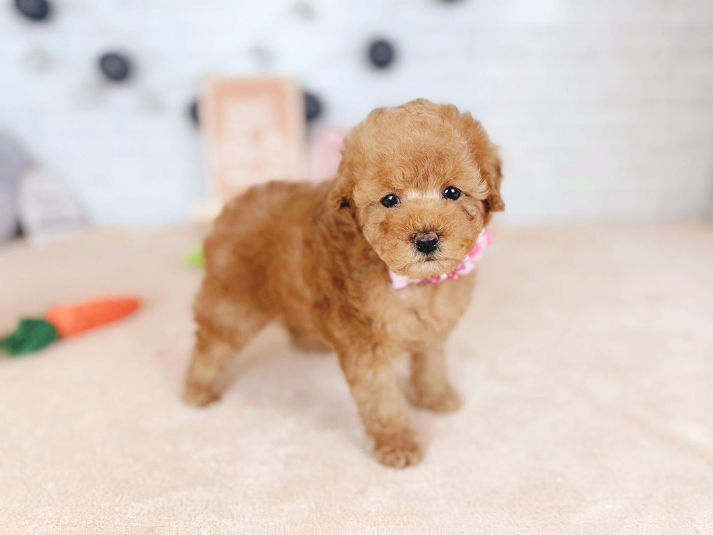 北海道のトイプードル(トイ) (ペットショップだんぼ/2025年11月15日生まれ/女の子/オレンジフォーン)の子犬の4枚目の画像