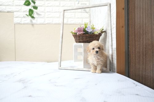 滋賀県のトイプードル(タイニー) (いっぷく湖南店/2025年11月10日生まれ/女の子/ペールフォーン)の子犬の1枚目の画像