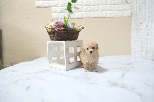 滋賀県のトイプードル(タイニー) (いっぷく湖南店/2025年11月10日生まれ/女の子/ペールフォーン)の子犬の2枚目の画像