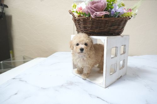 滋賀県のトイプードル(タイニー) (いっぷく湖南店/2025年11月10日生まれ/女の子/ペールフォーン)の子犬の3枚目の画像