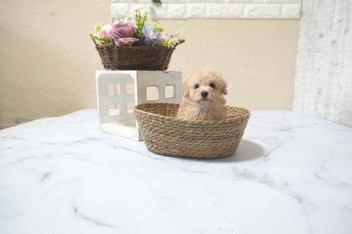 滋賀県のトイプードル(タイニー) (いっぷく湖南店/2025年11月10日生まれ/女の子/ペールフォーン)の子犬の4枚目の画像