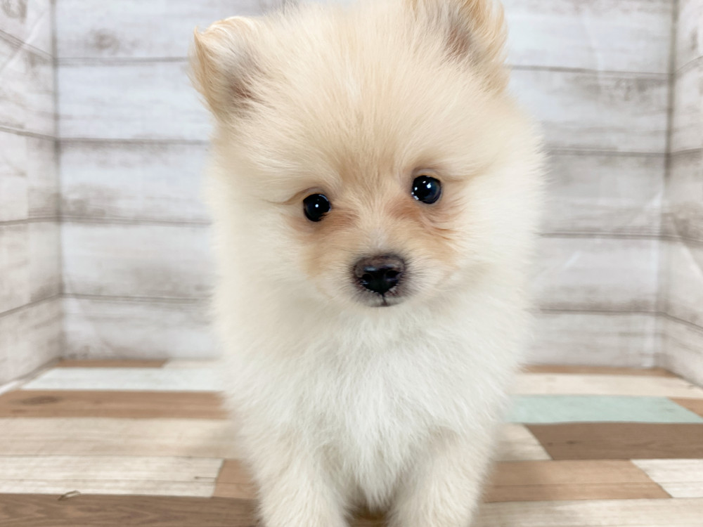 新潟県のポメラニアン (竹内ペット 新津本店/2026年5月4日生まれ/女の子/クリーム)の子犬の1枚目の画像