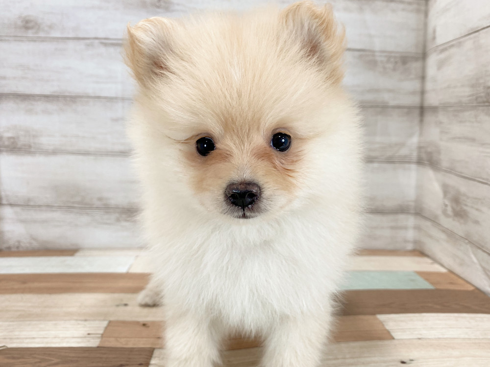 新潟県のポメラニアン (竹内ペット 新津本店/2026年5月4日生まれ/女の子/クリーム)の子犬の2枚目の画像