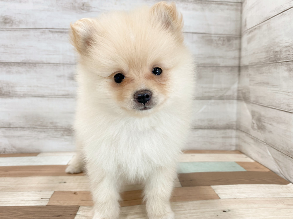 新潟県のポメラニアン (竹内ペット 新津本店/2026年5月4日生まれ/女の子/クリーム)の子犬の3枚目の画像