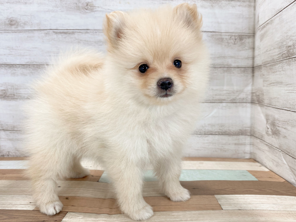 新潟県のポメラニアン (竹内ペット 新津本店/2026年5月4日生まれ/女の子/クリーム)の子犬の4枚目の画像