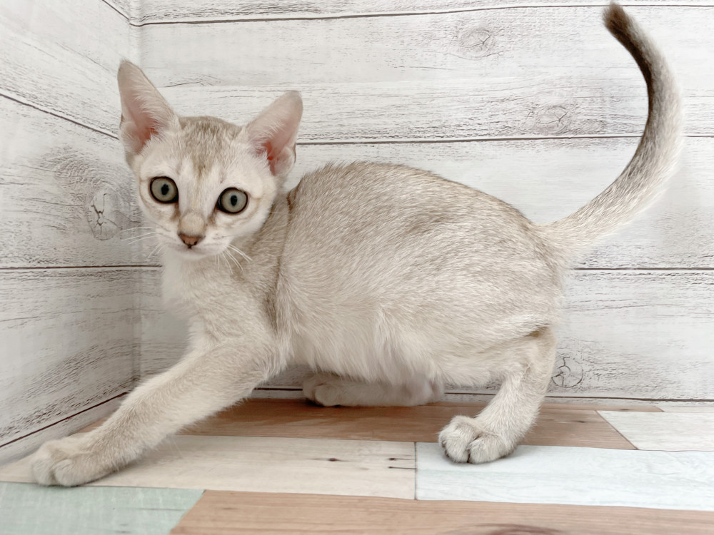 新潟県のシンガプーラ (竹内ペット 新津本店/2025年10月10日生まれ/女の子/セピアアグーティ)の子猫