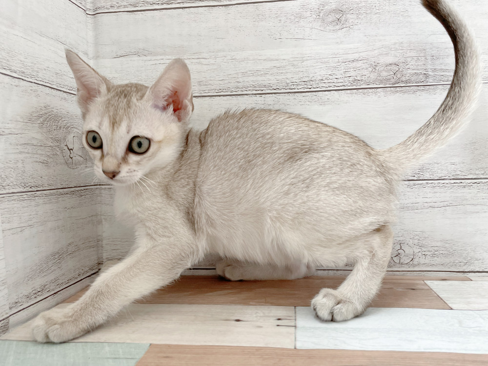 新潟県のシンガプーラ (竹内ペット 新津本店/2025年10月10日生まれ/女の子/セピアアグーティ)の子猫の2枚目の画像