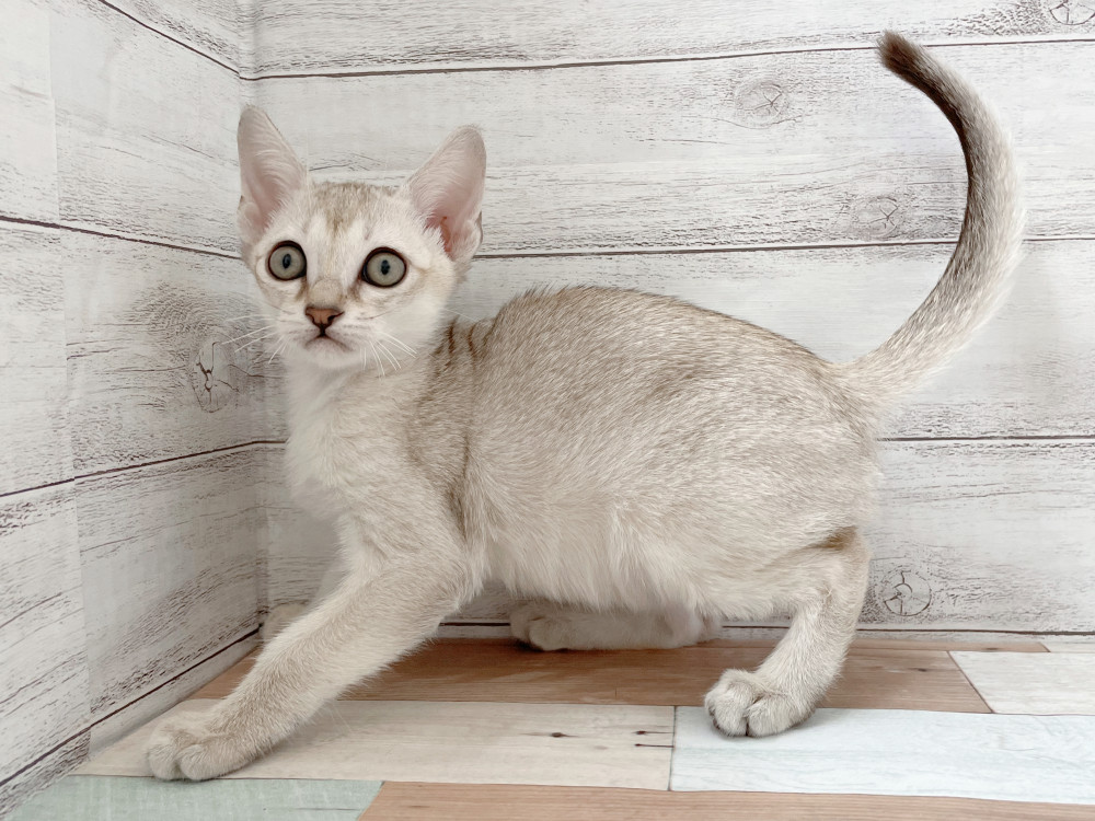 新潟県のシンガプーラ (竹内ペット 新津本店/2025年10月10日生まれ/女の子/セピアアグーティ)の子猫の3枚目の画像