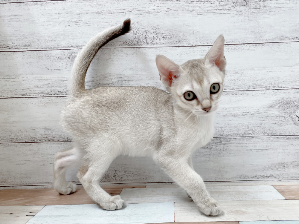 新潟県のシンガプーラ (竹内ペット 新津本店/2025年10月10日生まれ/女の子/セピアアグーティ)の子猫の4枚目の画像